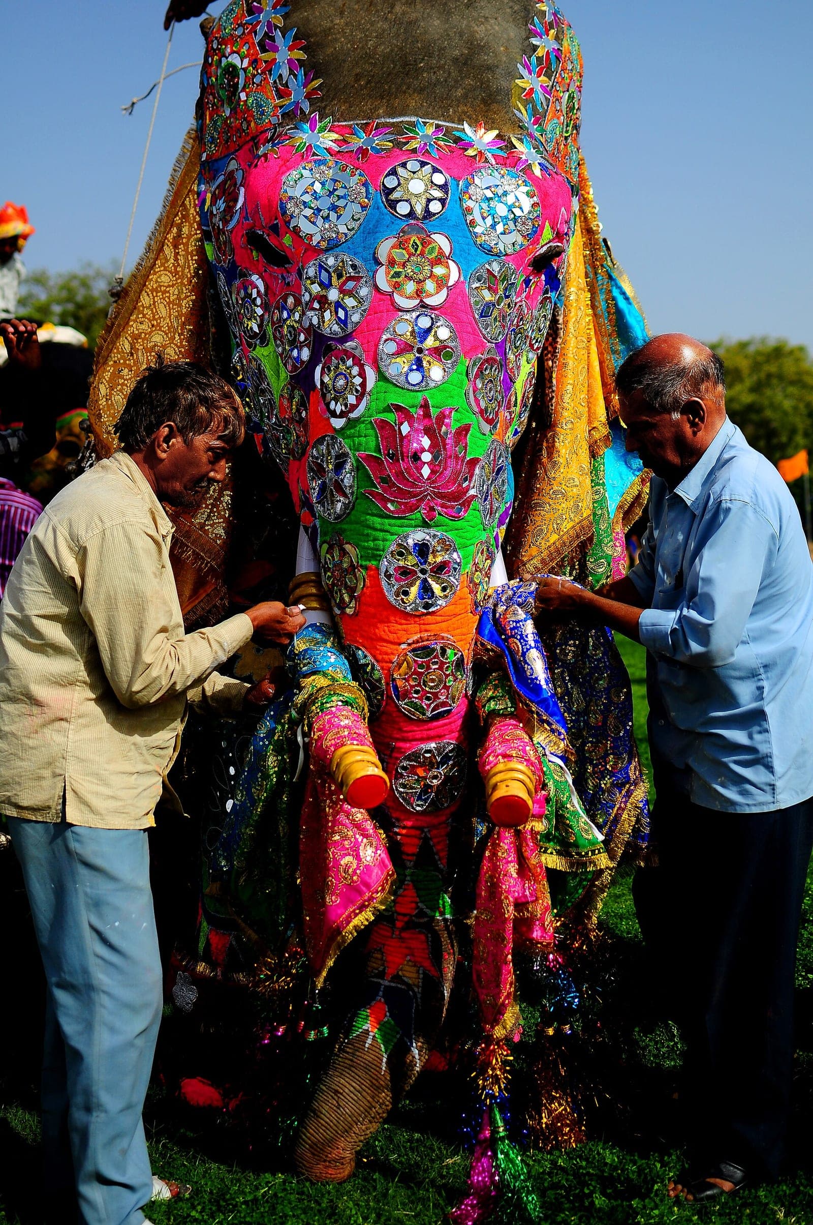 Elephant Festival