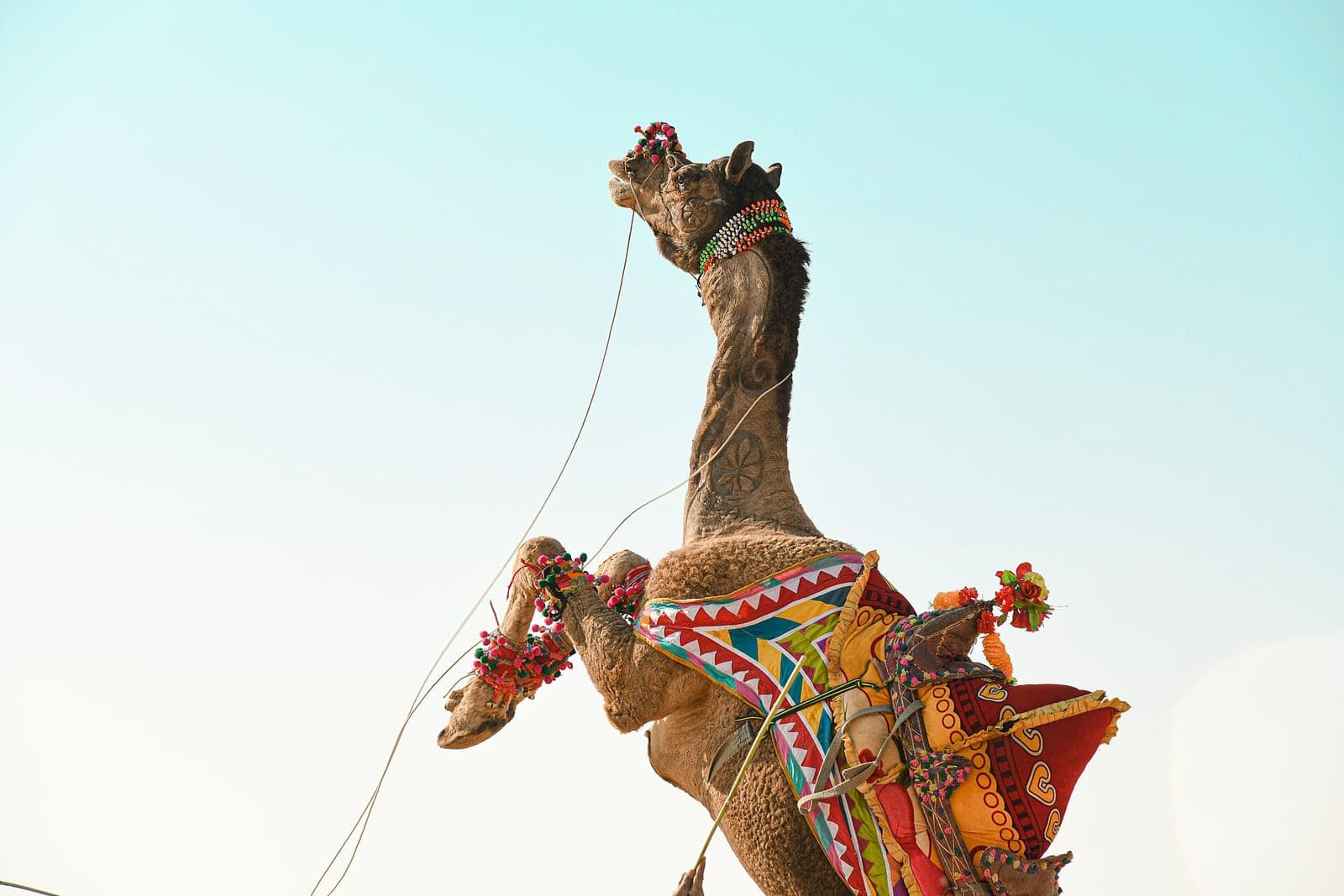Desert Festival