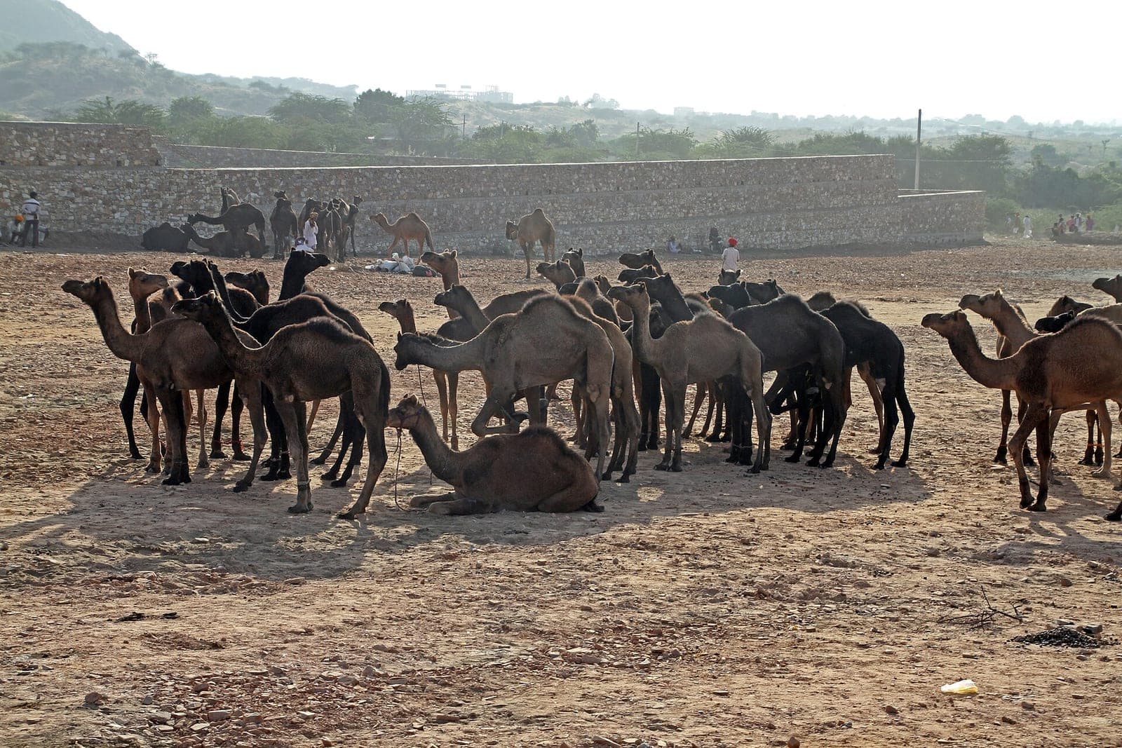 Pushkar Fair