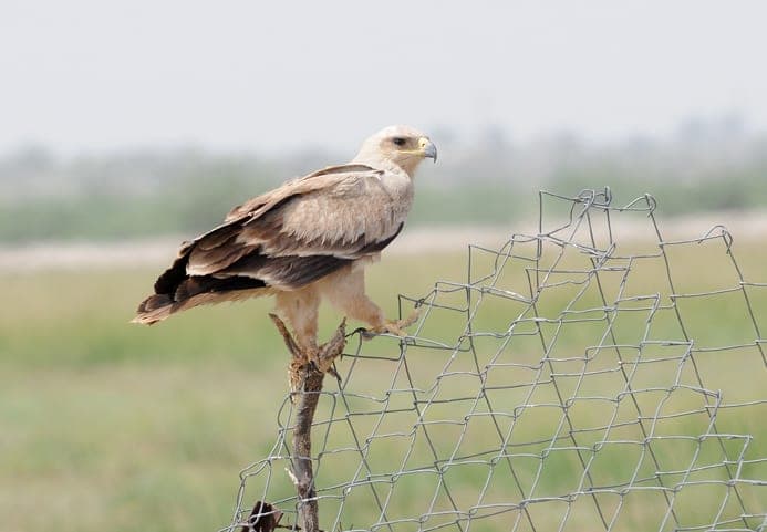 Tal Chhapar Wildlife Sanctuary
